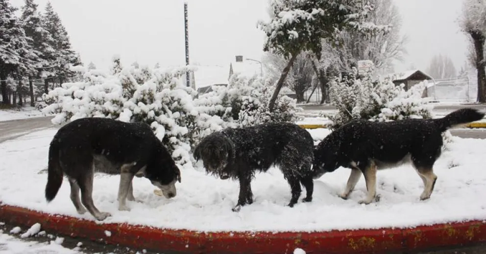 Anuncian frío intenso y nevadas para el resto de la semana