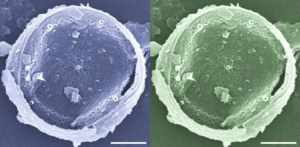 Monitorean microalgas marinas tóxicas e inocuas en las costas bonaerenses