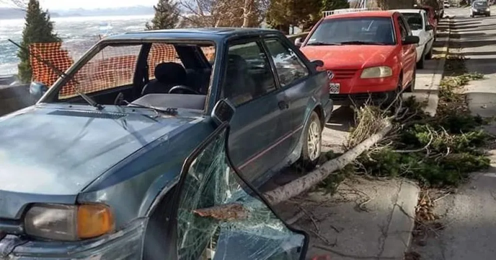Continúan las intervenciones por caídas de ramas por el viento