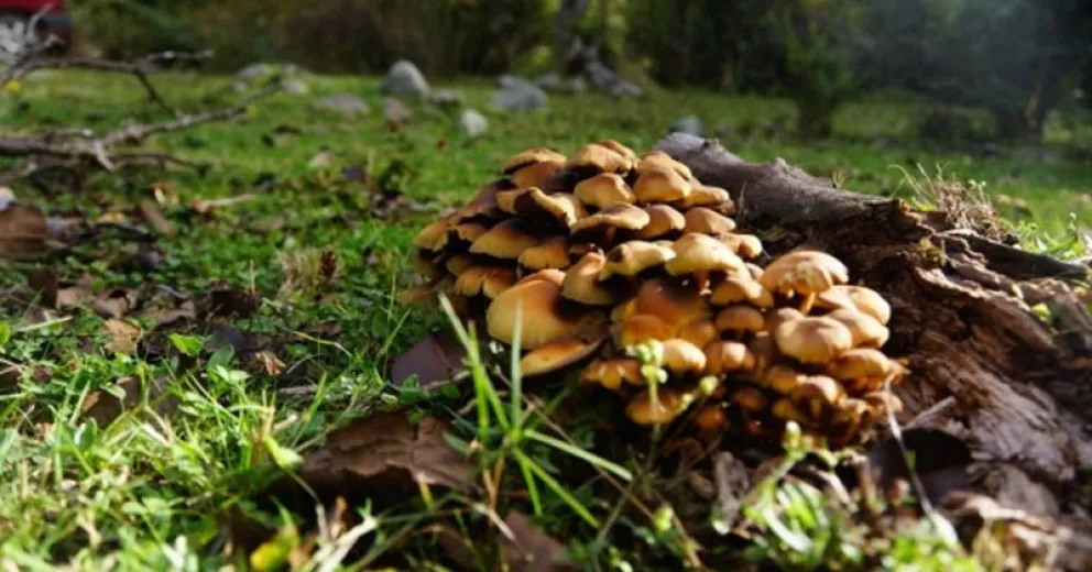 Río Negro promueve nuevas actividades económicas a partir de sus hongos nativos comestibles