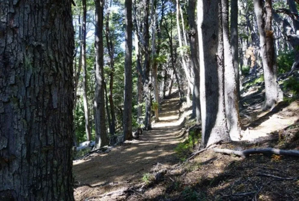¿Cómo juntar hongos de forma segura y amigable con el bosque?