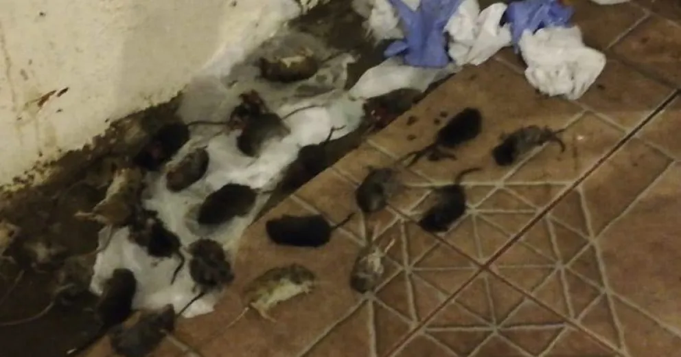 Denuncian plaga de roedores en la aduana chilena del Paso Samoré