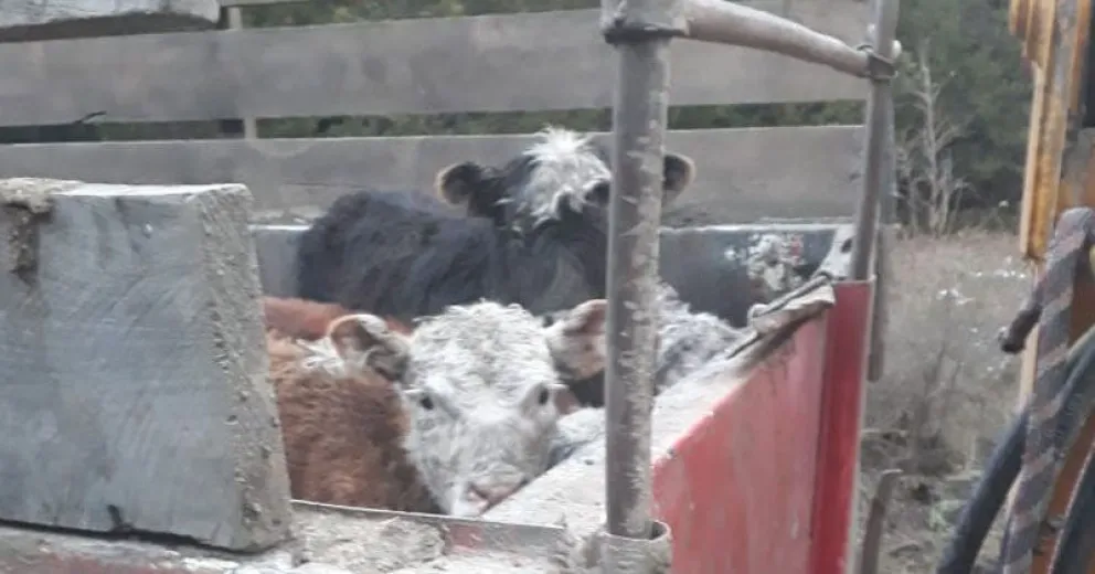 Secuestran cuatro vacas que eran transportadas sin autorización