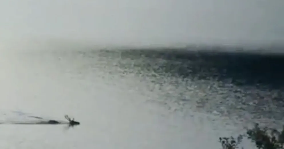 Precioso video de un ciervo nadando por el Brazo Huemul