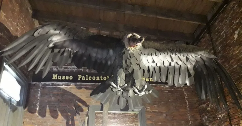 Descubren un cóndor prehistórico gigante en Buenos Aires