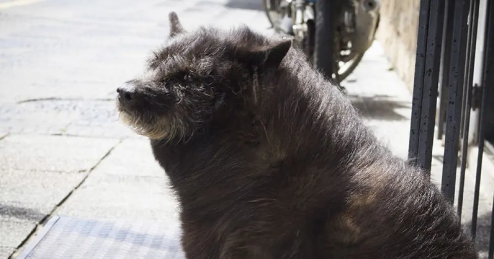 Quienes maltraten animales no tendrán beneficios en procesos judiciales