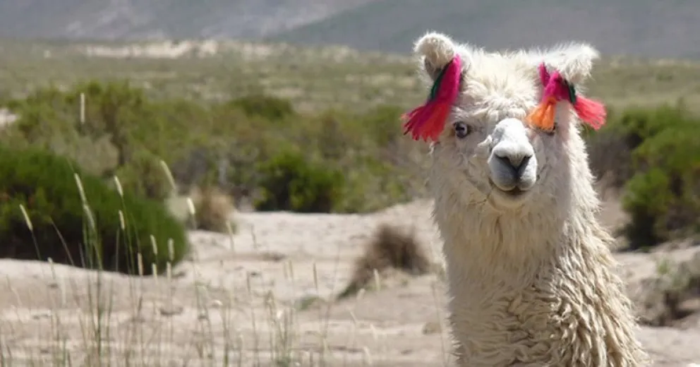 Científicos de La Plata buscan revelar el secreto genético de las llamas blancas