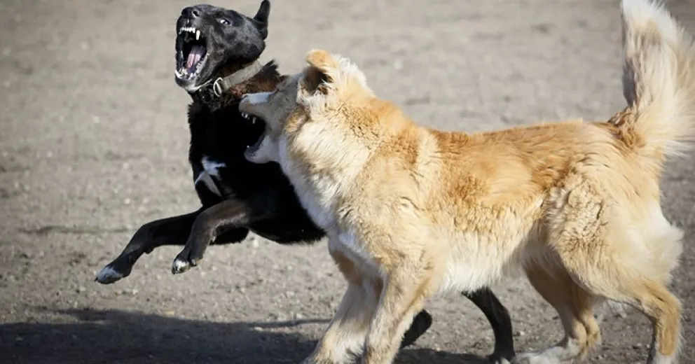 En Las Victorias comenzarán a denunciar a los dueños de perros sueltos en la vía pública