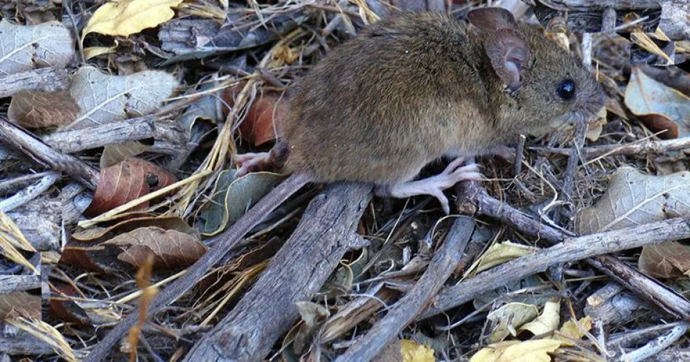 Podría haber "ratada" en la zona norte del Parque Nacional Nahuel Huapi