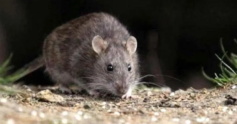 Cómo es el proceso de la ratada y qué indican los muestreos en la zona Norte del Parque Nacional
