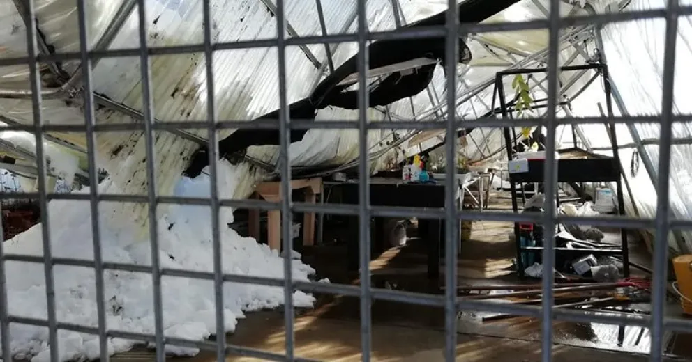 Colapsó el techo del invernadero ubicado junto a la Universidad del Comahue