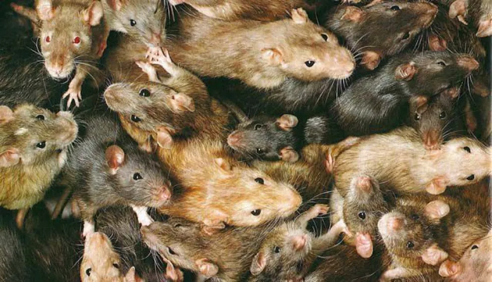 Chile trata de evitar la “ratada” en la región del Parque Nacional Puyehue