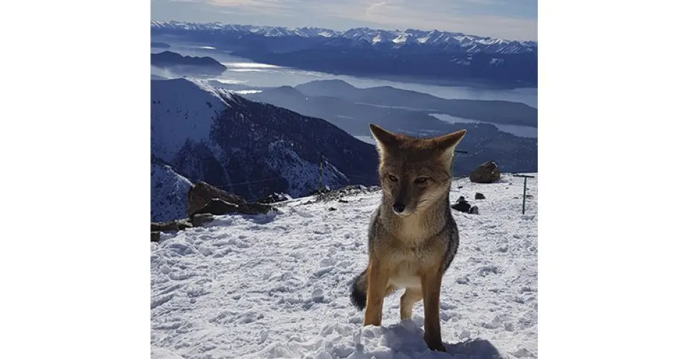 Un zorro visita el Refugio Lynch