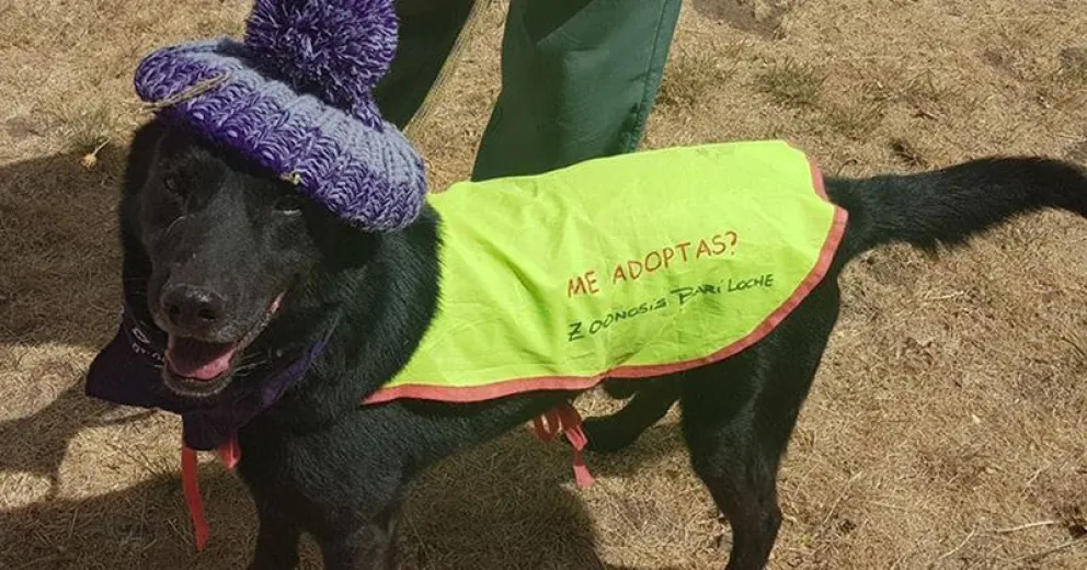 Información de Veterinaria y Zoonosis: Turnos para canes y campaña de adopción