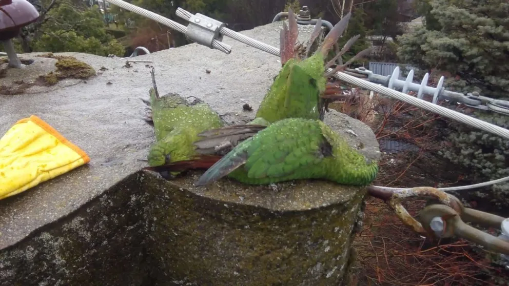 Tres loros dejaron sin electricidad al oeste durante dos horas
