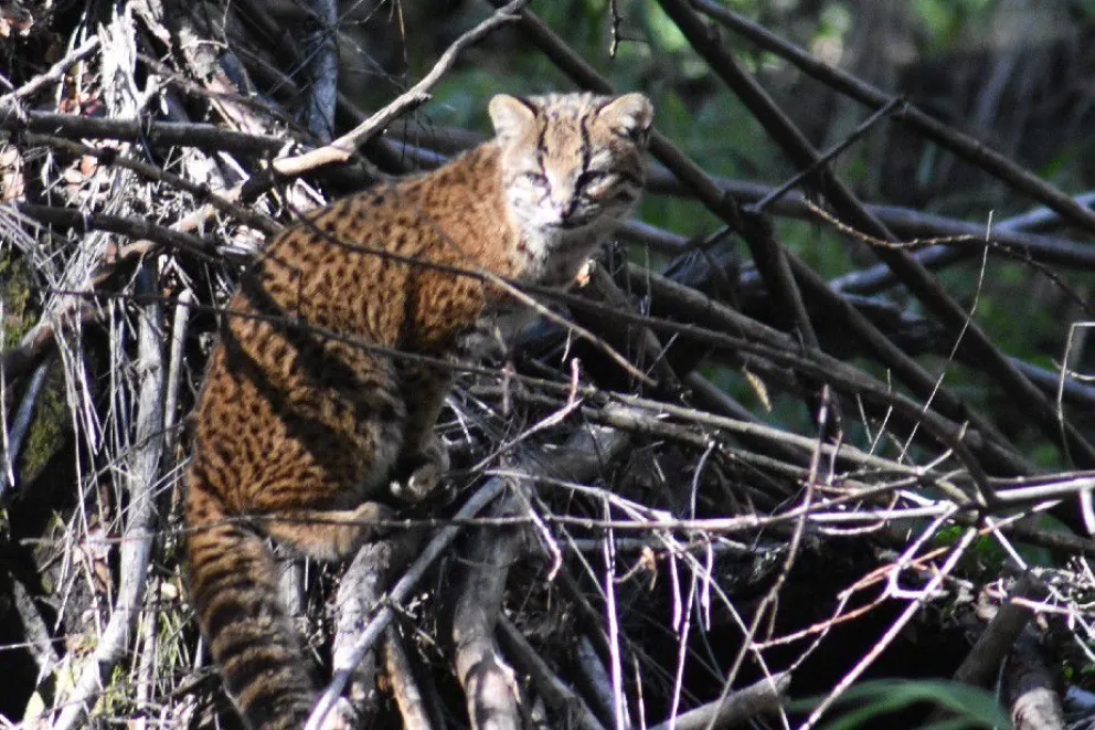 Tras el avistaje de un gato huiña, recuerdan los pasos a seguir ante la presencia de fauna autóctona