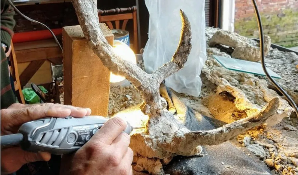 Encuentran el primer cráneo de una rara especie de ciervo prehistórico