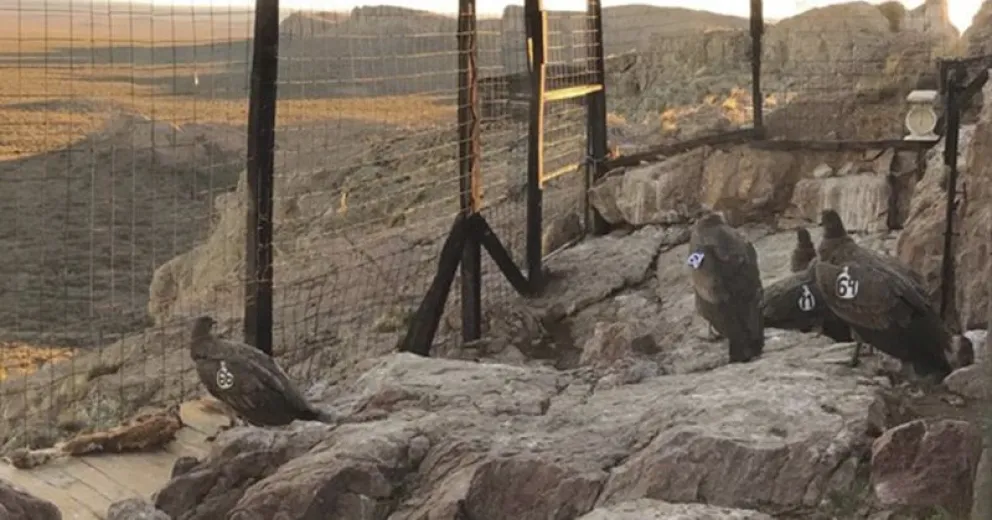 Este viernes liberarán seis cóndores en Sierra Paileman