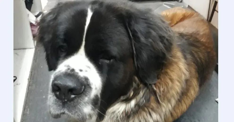 Titán, el perro en cuestión.