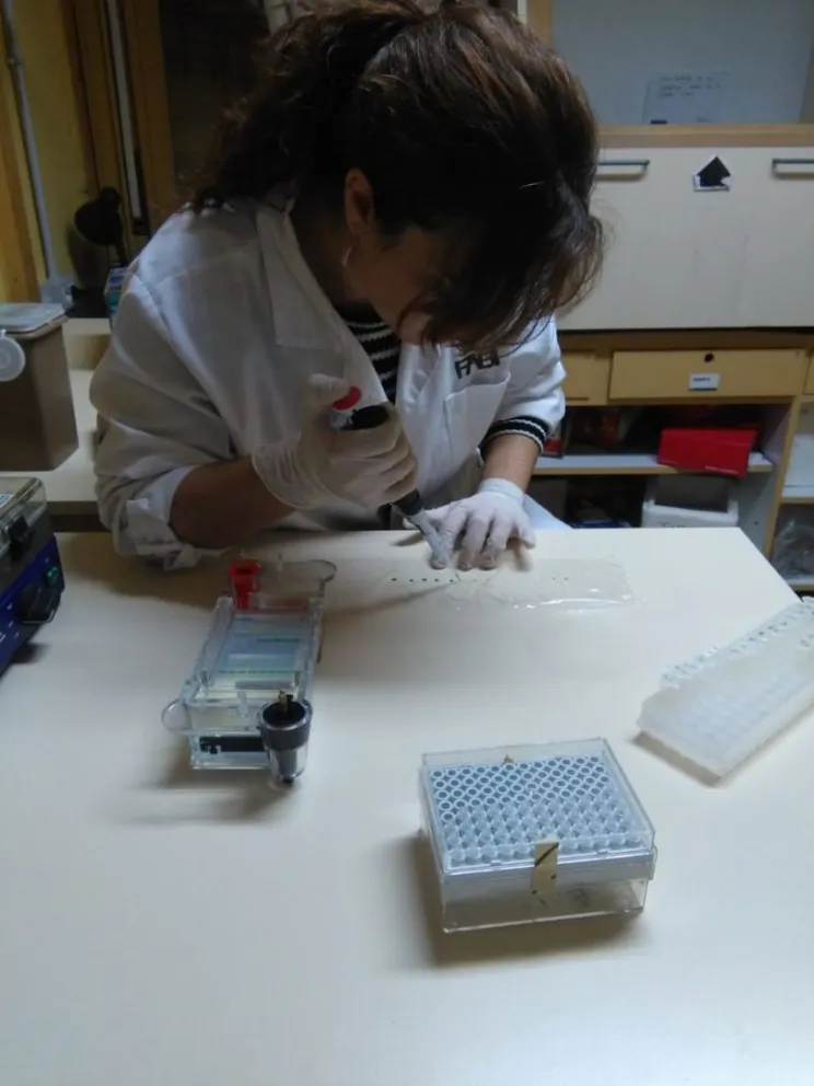 ADN de hongos nativos para uso medicinal, un nuevo recurso rionegrino