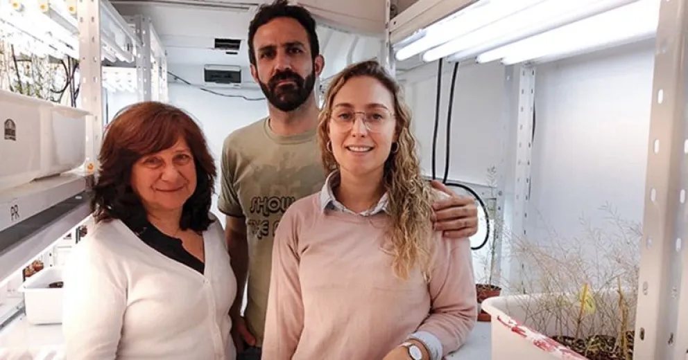Científicos argentinos descubren un gen que “frena” el desarrollo de las raíces laterales de las plantas