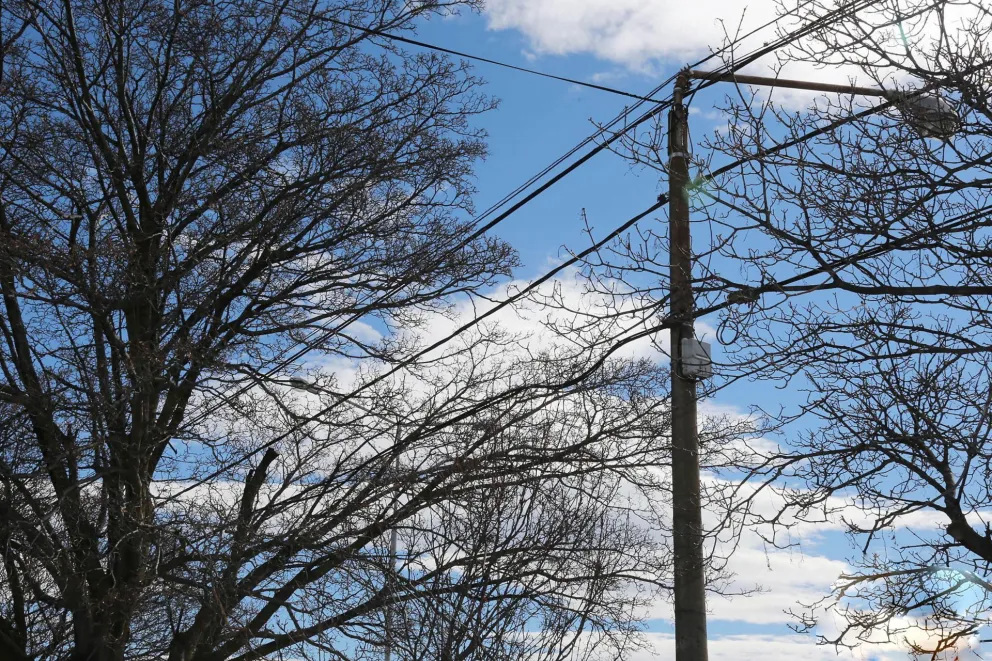 Con un plan de poda preventiva buscan disminuir los cortes de energía eléctrica en Bariloche