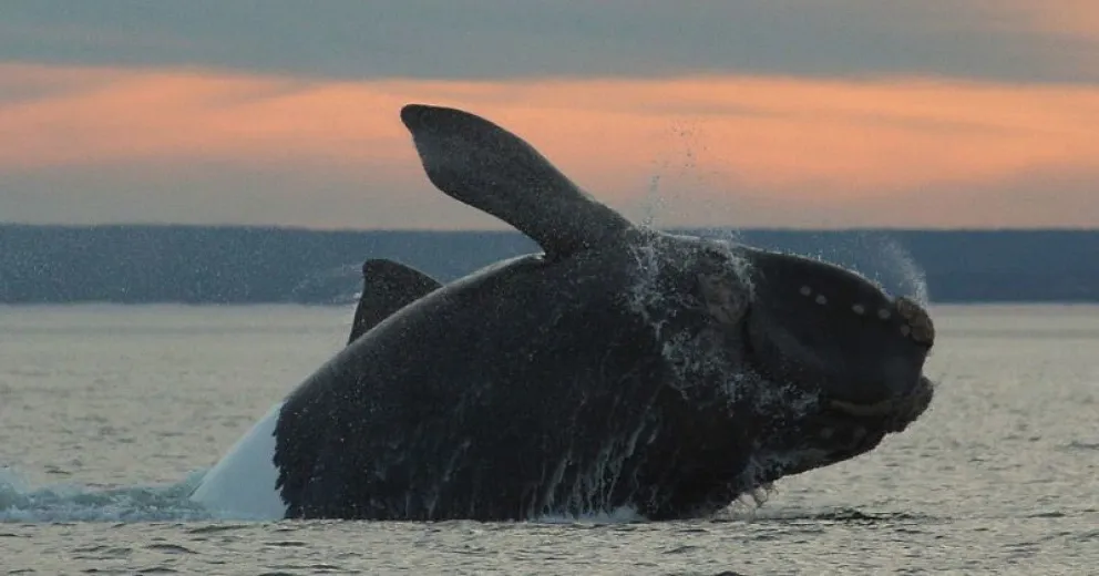 Durante los últimos años aumentó la población de ballenas en el golfo San Matías