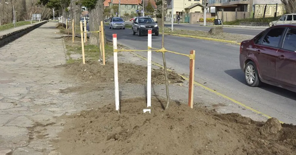 Plantan 100 árboles en la Avenida 12 de Octubre