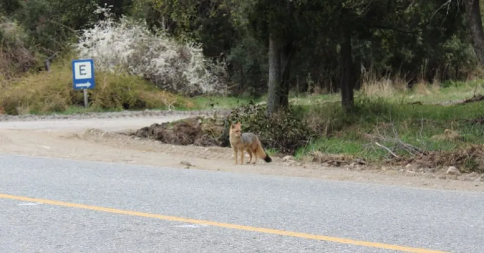 Un zorro, en la ruta de Circuito Chico