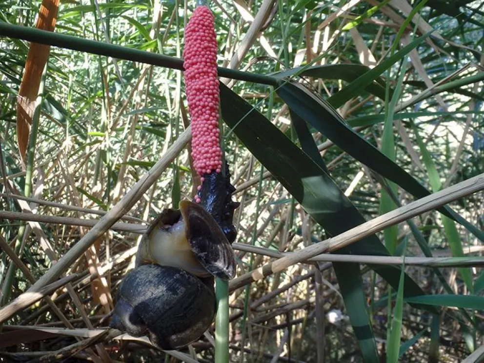 Revelan el genoma completo del caracol “argentino” que invadió los arrozales del mundo   