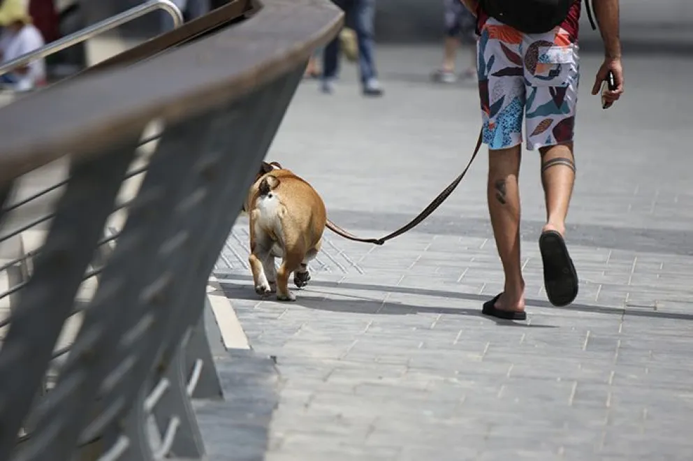 Ciudad de Buenos Aires: solo 1 de cada 3 dueños de perros lleva bolsa para recoger las heces