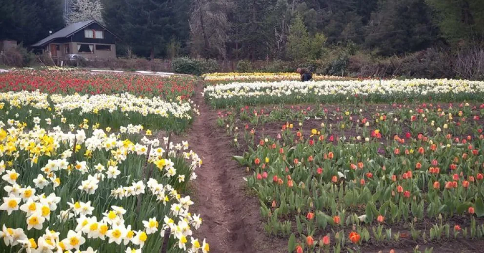 Estalla el color de los tulipanes y narcisos en península San Pedro
