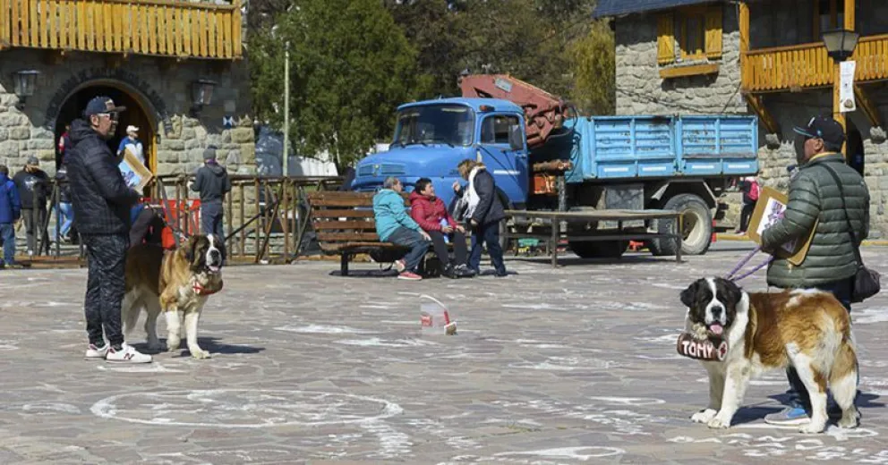 En un máximo de 5 años, no habrá más fotos con perros san bernardo en Bariloche