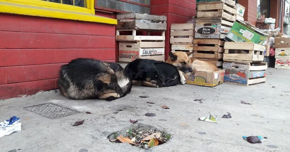 Este fin de semana habrá otro Encuentro de Cuidado Responsable de Perros