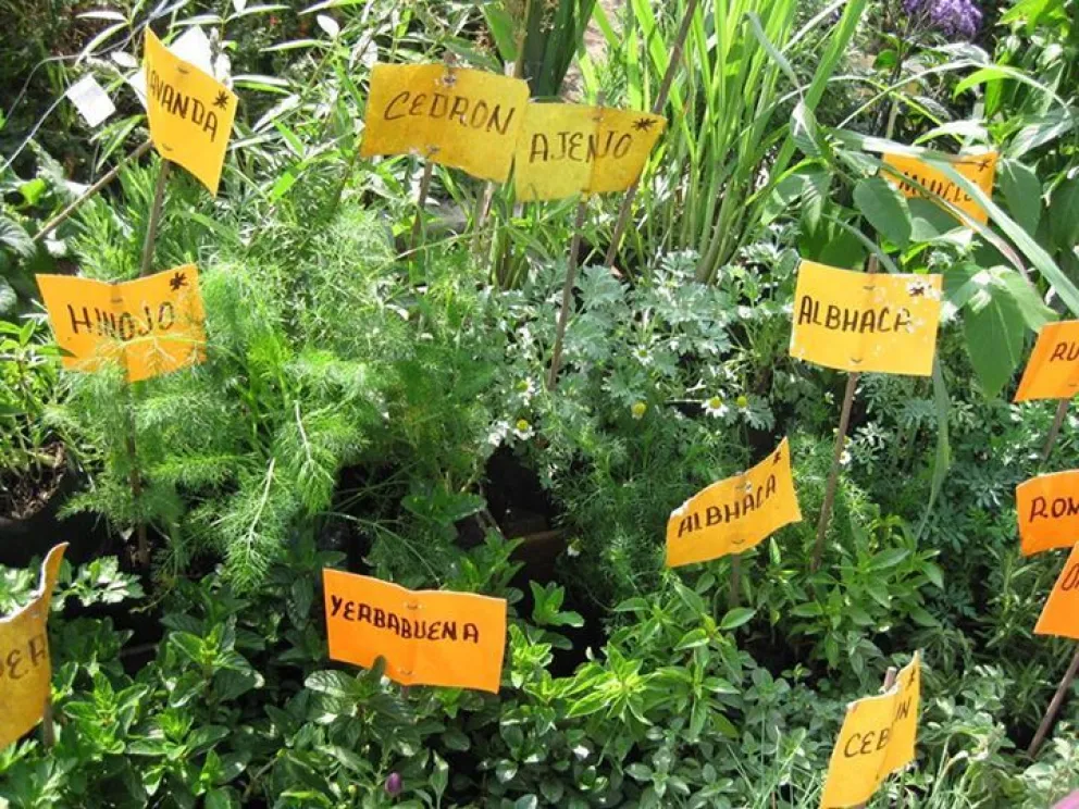 Promueven el cultivo de aromáticas y medicinales en espacios públicos