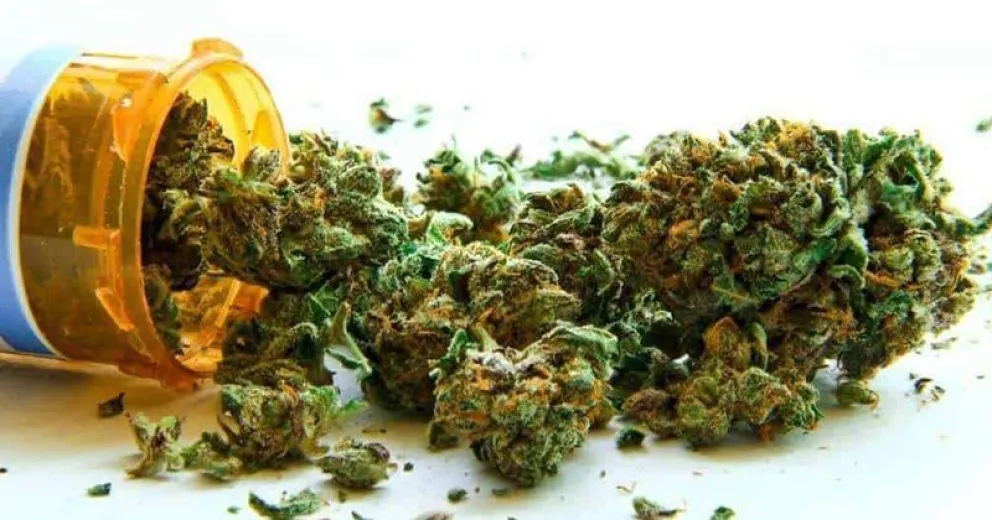 Proyectan cultivar cannabis para uso medicinal en la provincia