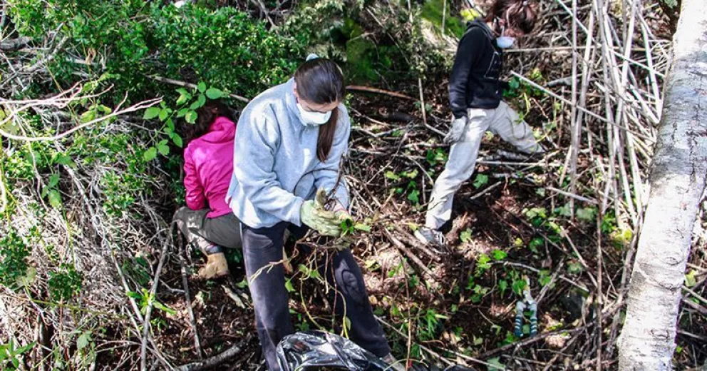 Tres instituciones trabajan para erradicar hiedra invasora en Puerto Blest
