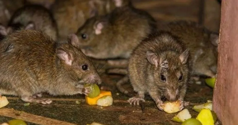 Alarma en el Alto de Bariloche por ratas que ingresan a viviendas del barrio Eva Perón y 28 de Abril 