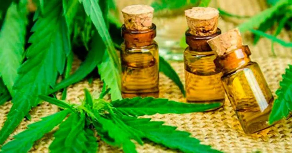Autorizarán por ordenanza el autocultivo de cannabis en San Antonio Oeste