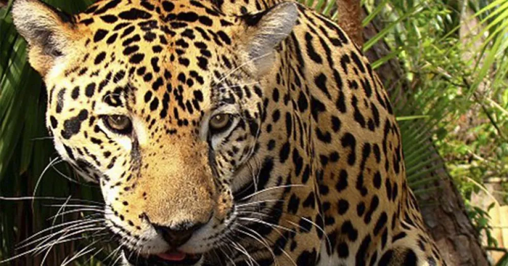 Día Mundial del gran felino americano, el yaguareté