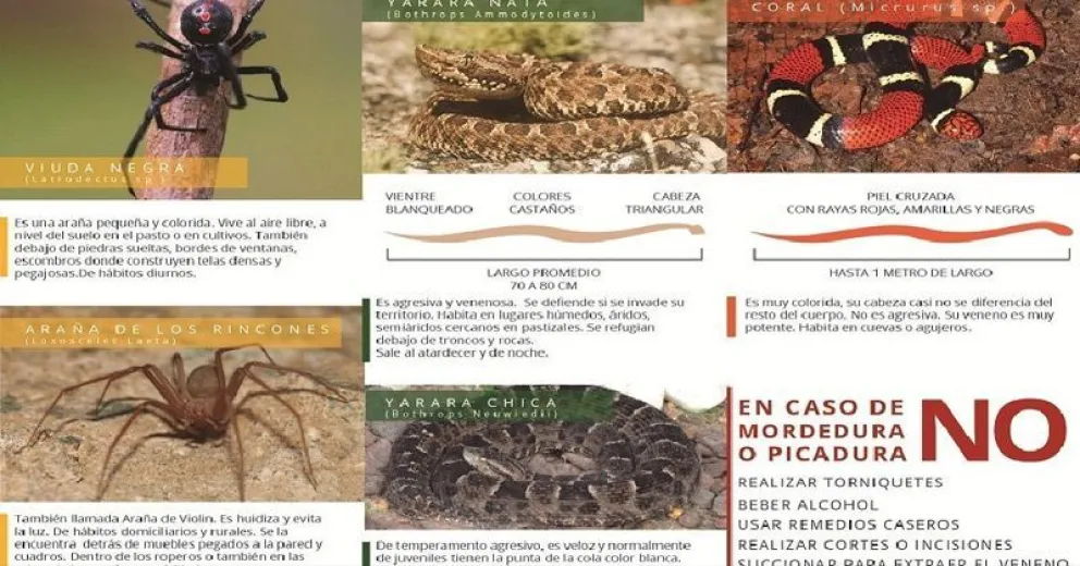 Salud brinda recomendaciones ante la presencia insectos y animales ponzoñosos
