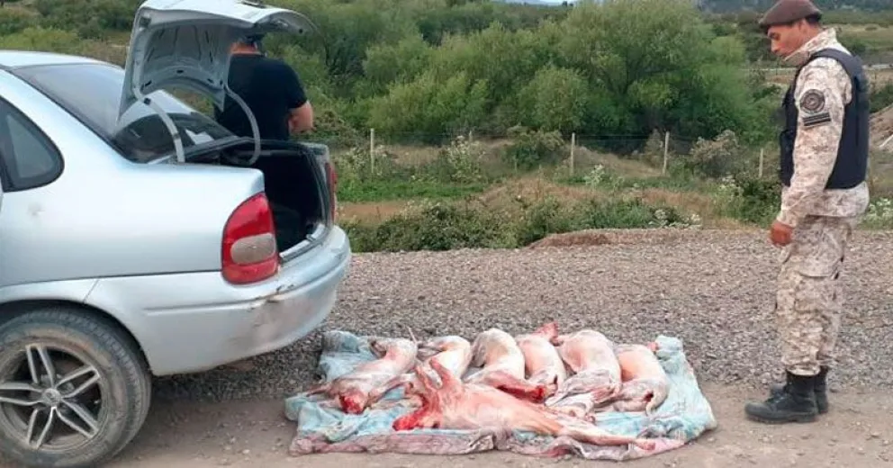 Secuestran más de 25 animales faenados clandestinamente