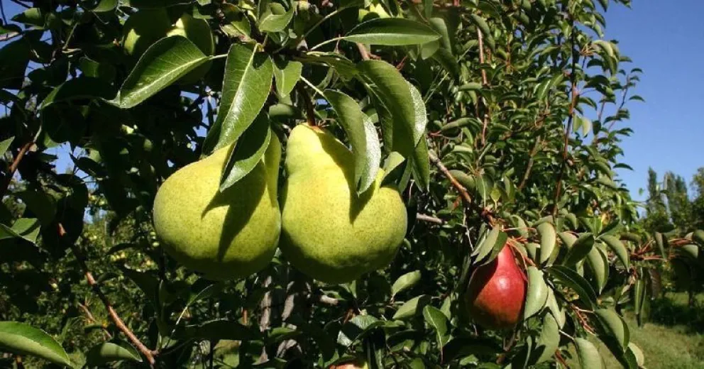 El Gobierno propone la exención total de Ingresos Brutos para la fruticultura
