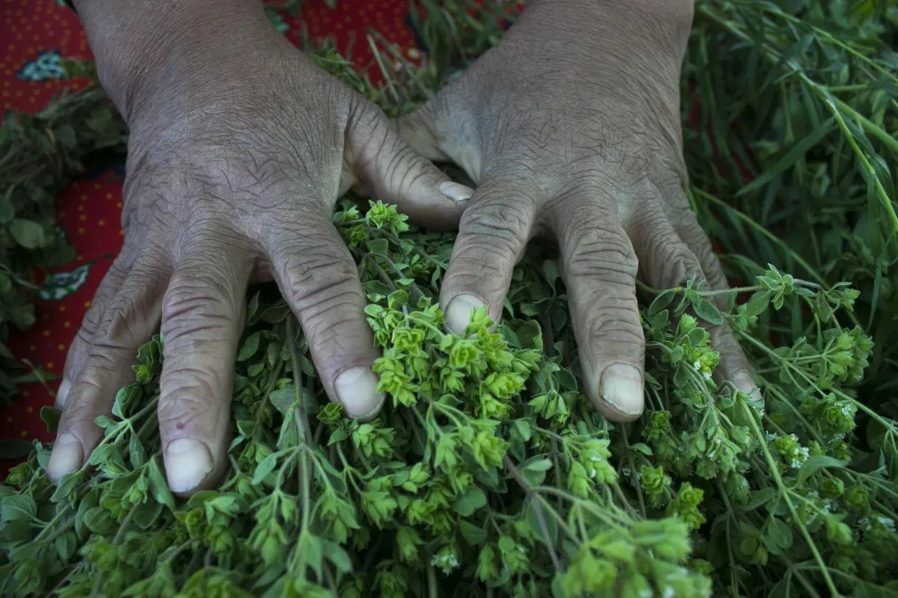 Con gran éxito se llevó a cabo la Feria de Agricultura Familiar 