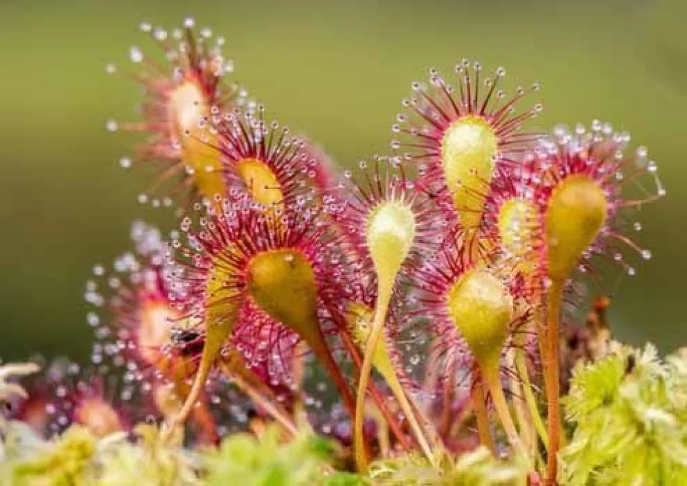 Introducción al cultivo de plantas carnívoras