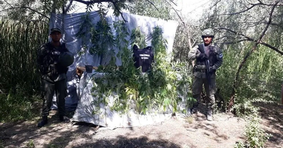 Descubrieron una plantación de marihuana entre Barda del Medio y Contralmirante Cordero