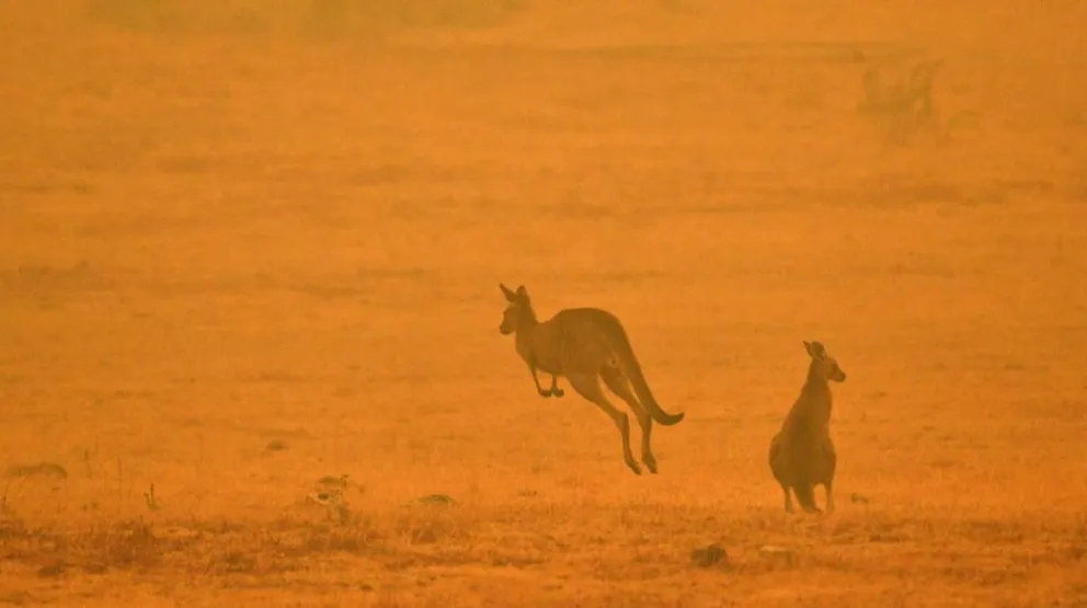 Australia y los mundos que se pierden en el fuego