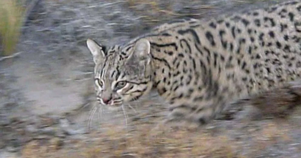 Atropellaron a un gato montés en Ruta 40 y piden precaución a conductores