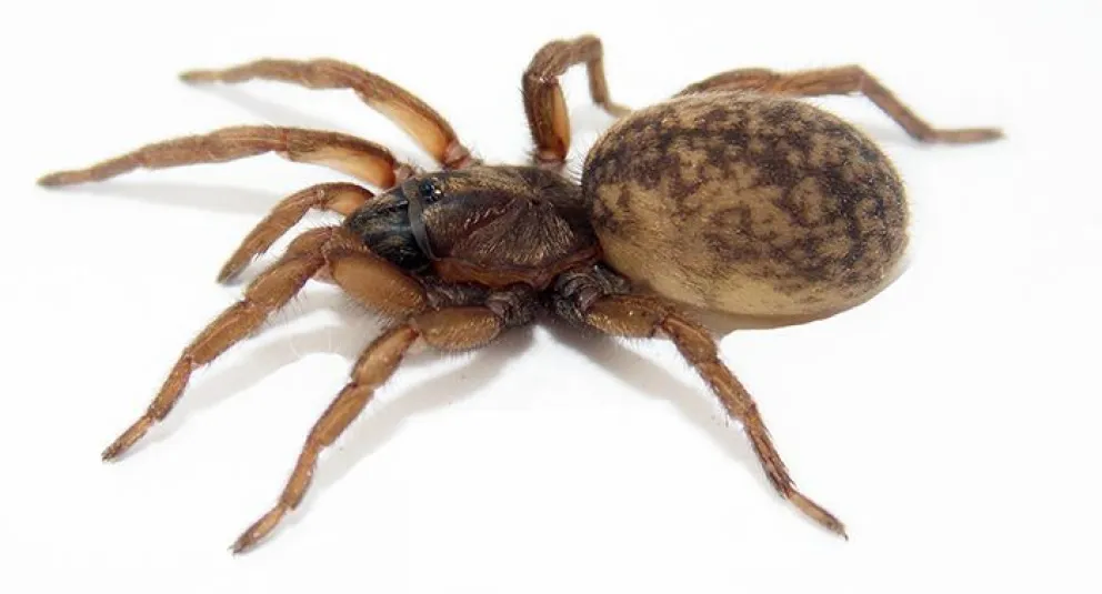 Las hembras de una araña argentina transmiten señales por la seda para incentivar el cortejo de los machos