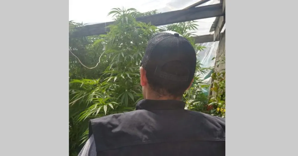 Buscaban elementos robados y encontraron enormes plantas de marihuana